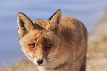 ��ô���ܺ���������Ƶ���й����������Ӿ��������и��ܷ��Ӳ���֮��...